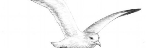 Чайки карандашом