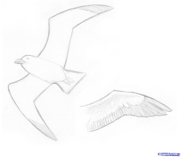 Рисунок чайкм карандаш