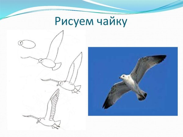 Как рисовать чайку
