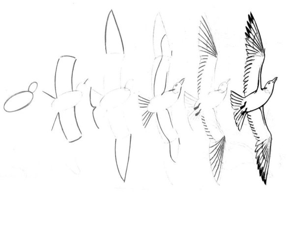 Рисунки птиц карандашом для начинающих