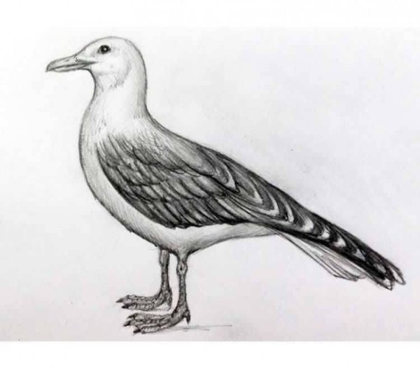 Чайка рисунок карандашом