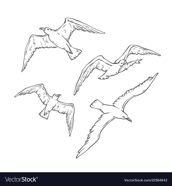 Эскиз Чайки