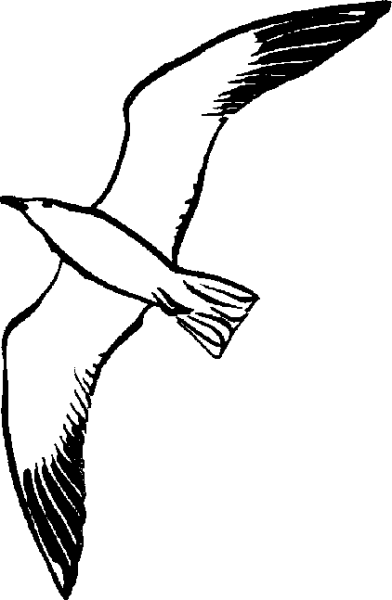 Трафарет Чайки