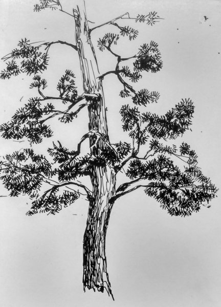 Сосна Графика