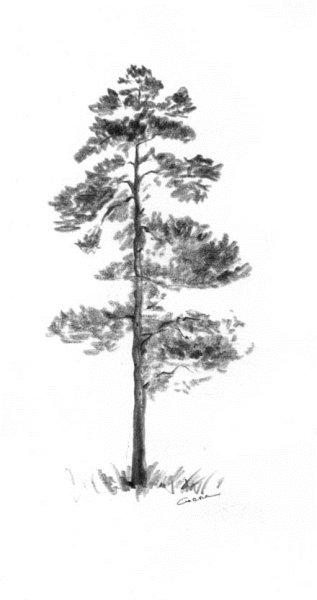 Сосна карандашом