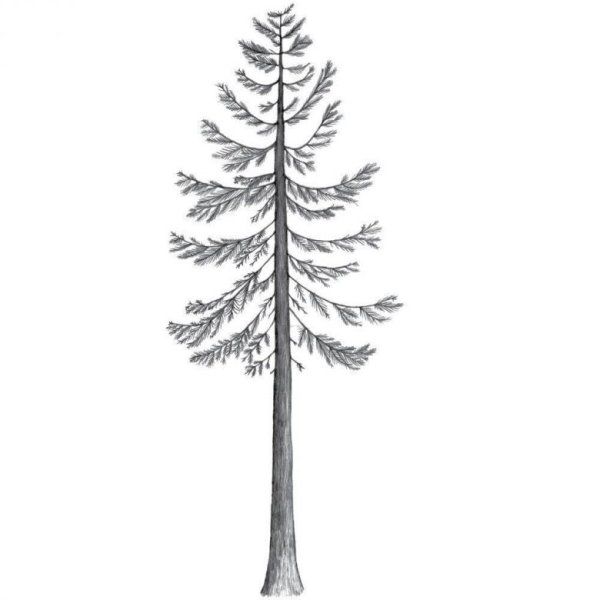 Хвойное дерево карандашом