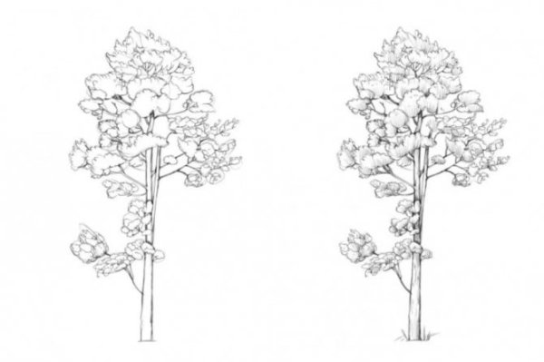 Сосна рисунок поэтапно