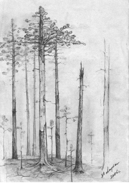 Лес карандашом