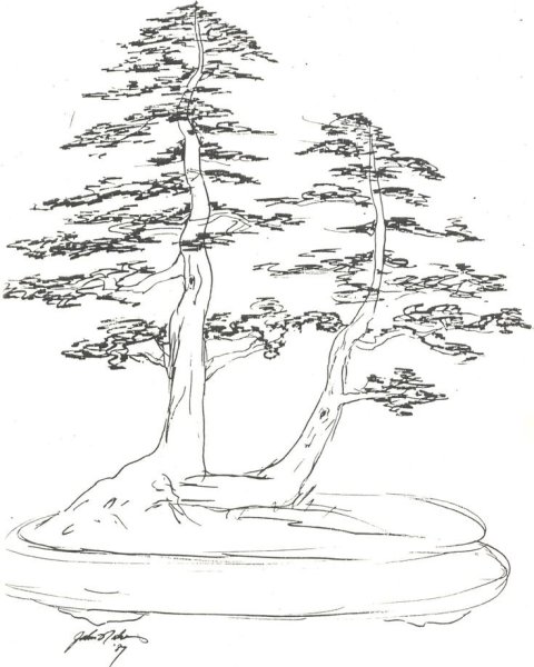 Сосна рисунок