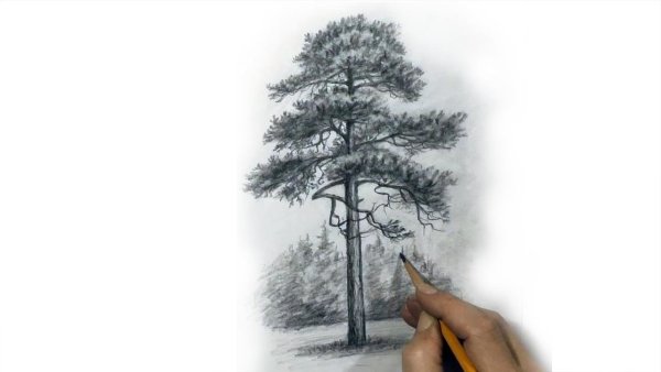 Сосна нарисовать карандашом