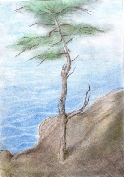 Рисование сосны