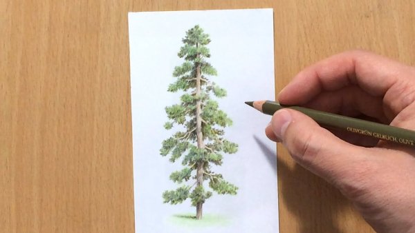 Сосна цветными карандашами