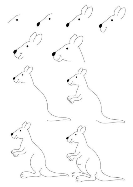 Кенгуру рисунок