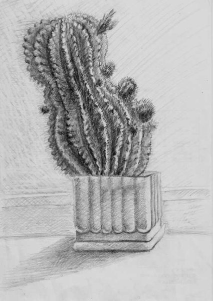 Кактус в графике