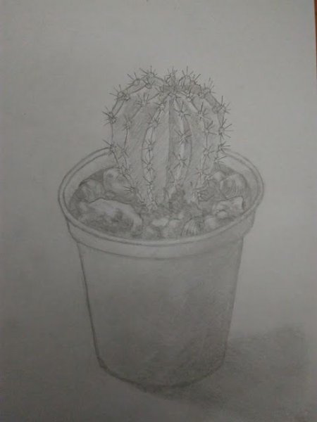 Кактус карандашом в горшке