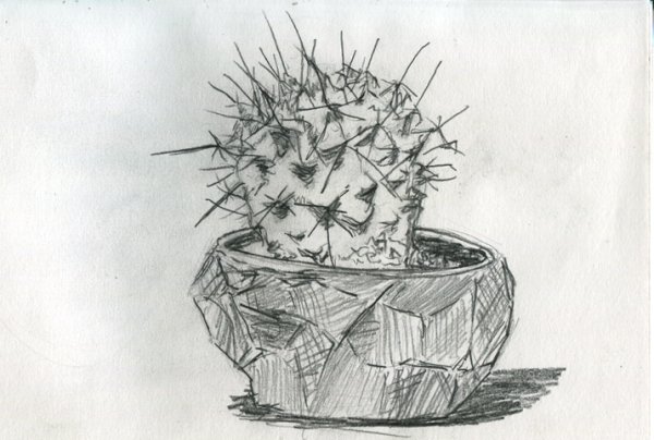 Кактус карандашом