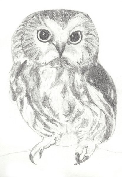 Сова рисунок