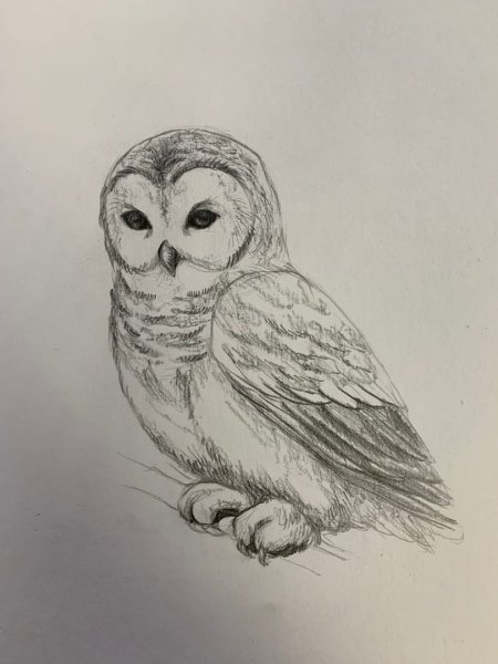 Сова карандашом