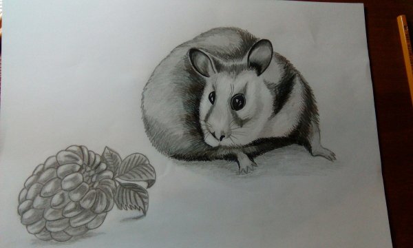 Как нарисовать хомяка пошагово для детей