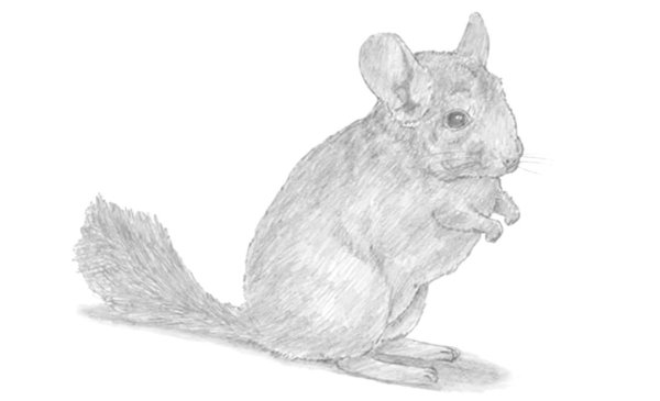 Шиншилла рисунок