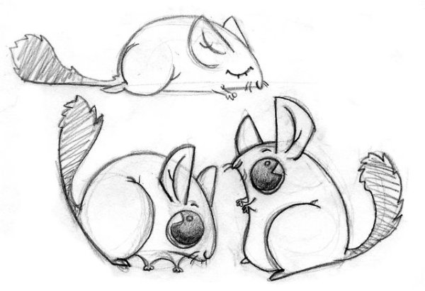 Шиншилла карандашом для срисовки