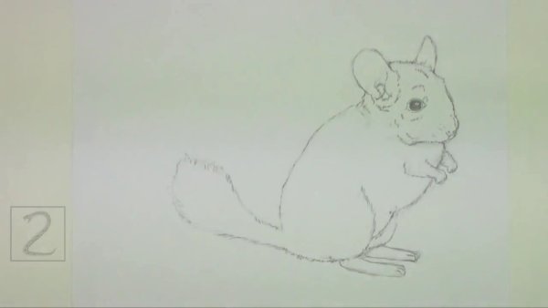 Шиншилла поэтапно карандашом