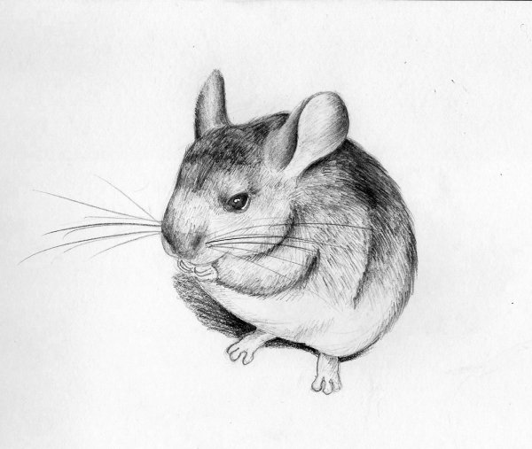 Шиншилла рисунок