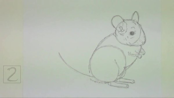 Поэтапное рисование шиншиллы