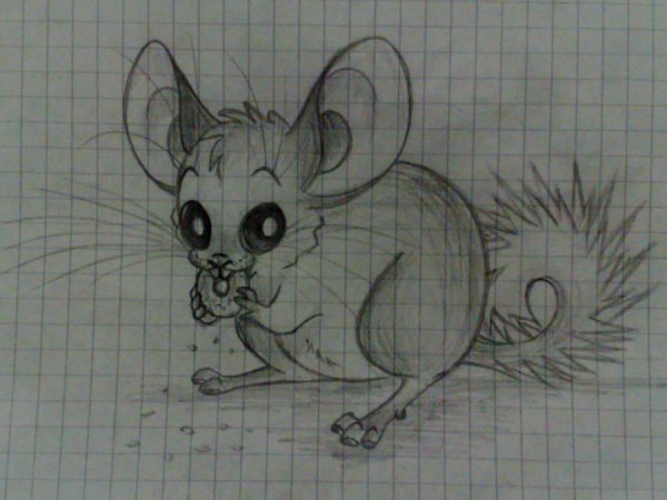 Как рисовать шиншиллу поэтапно