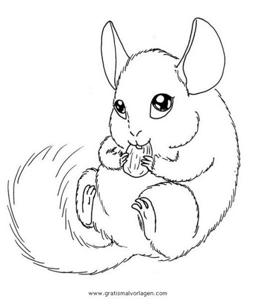 Шиншилла раскраска для детей