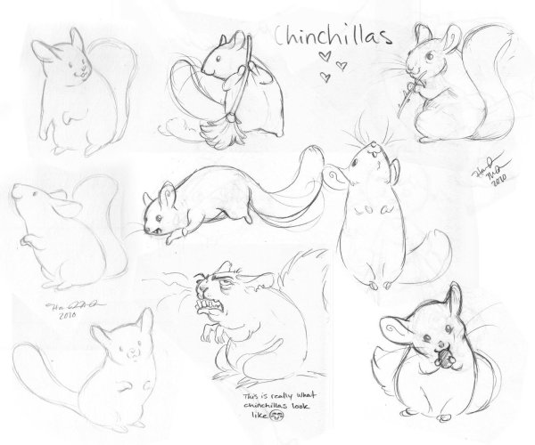 Шиншилла референс рисунок