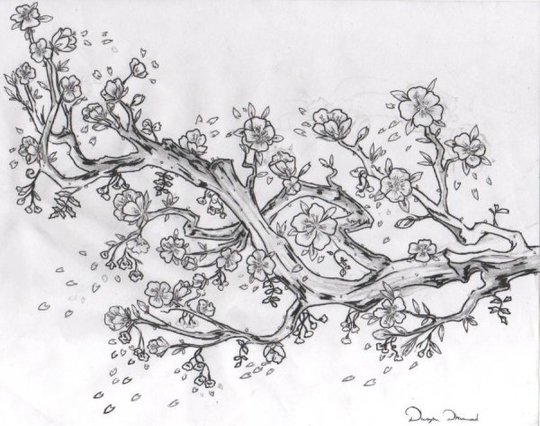 Сакура карандашом
