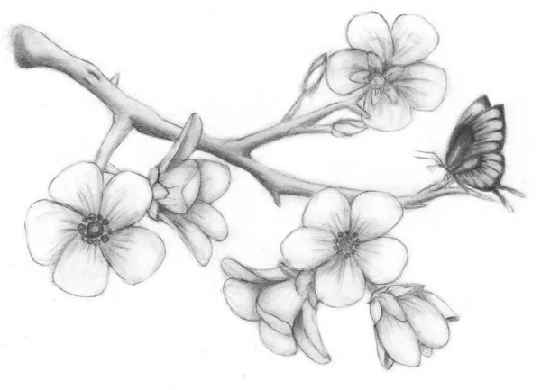 Рисунки карадашомцветы