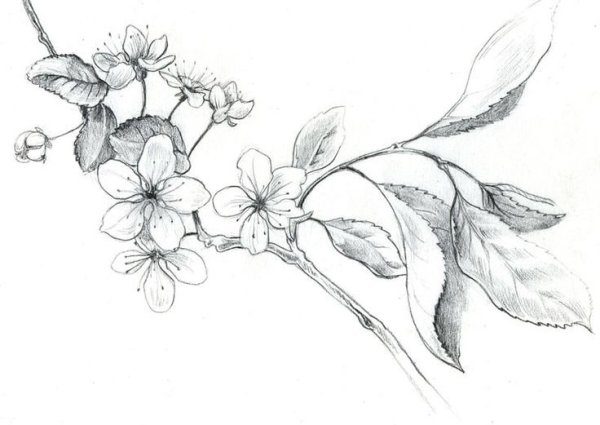 Рисунки цветов карандашом