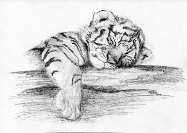 Тигр карандашом