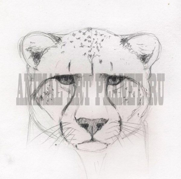 Пума карандашом