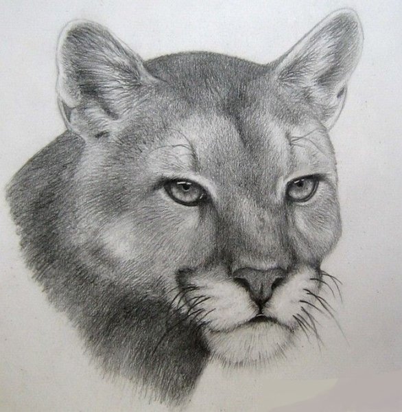 Зарисовки белки