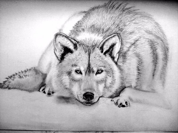 Свинья рисунок легкий