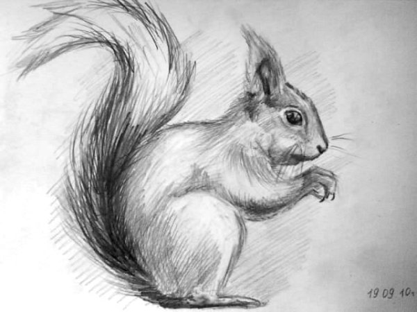 Хаски рисунок карандашом