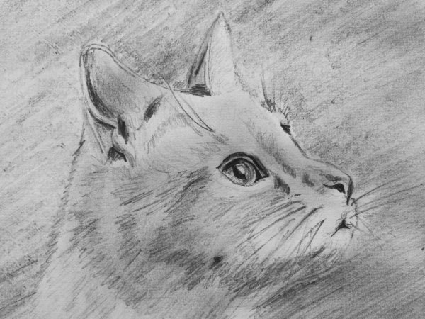 Зверьки карандашом