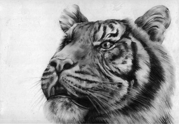 Тигр рисунок поэтапно
