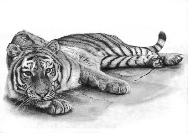Рисунок тигра карандашом