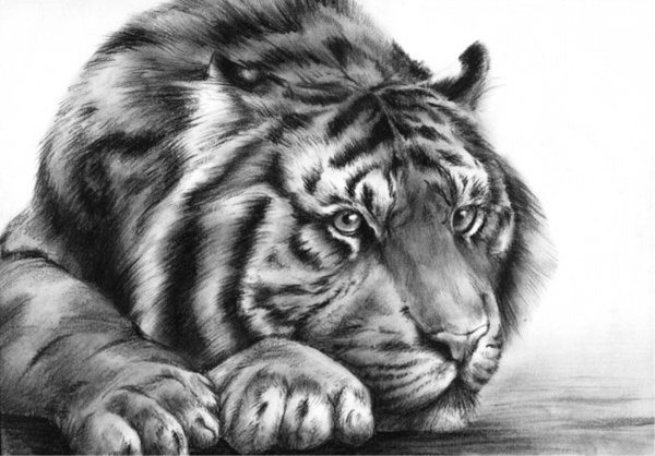 Тигр карандашом