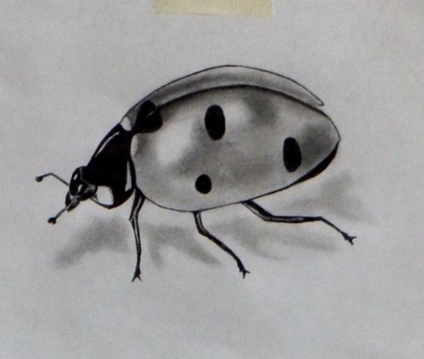 Божья коровка карандашом