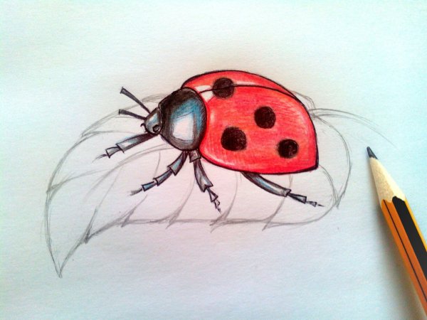 Нарисовать Божью коровку