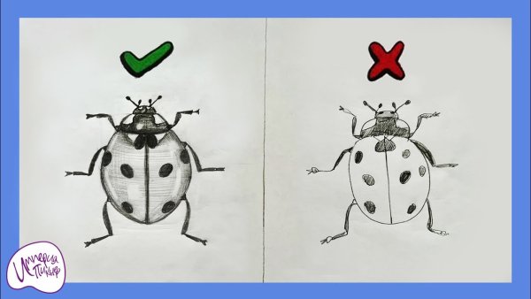 Божья коровка рисунок карандашом для срисовки