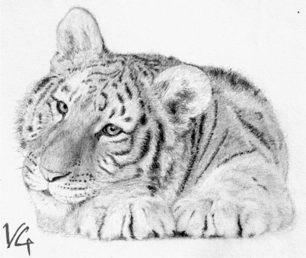 Рисунок тигра для срисовки