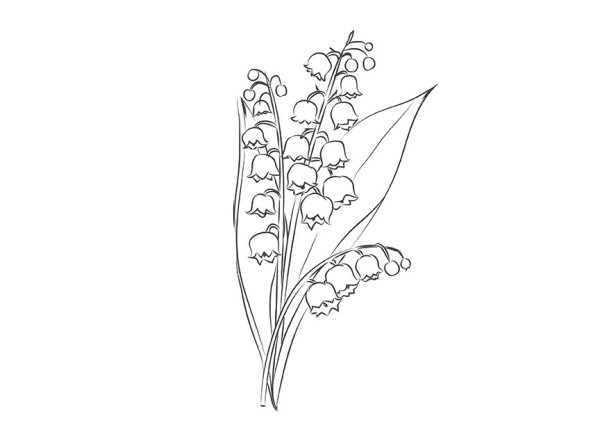 Ландыш рисунок