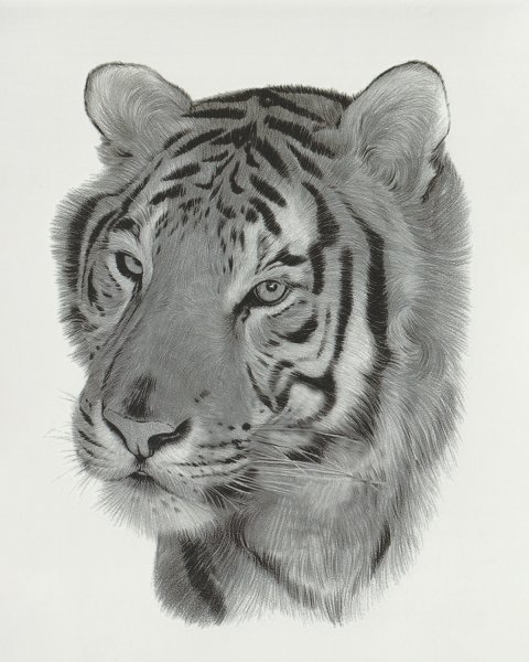 Тигр рисунок карандашом для детей
