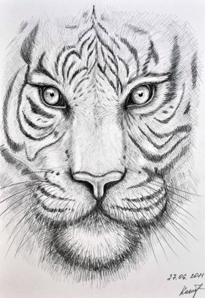 Тигр эскиз карандашом